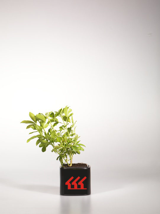 Шуазия Тройчата Шуазия Тройчата