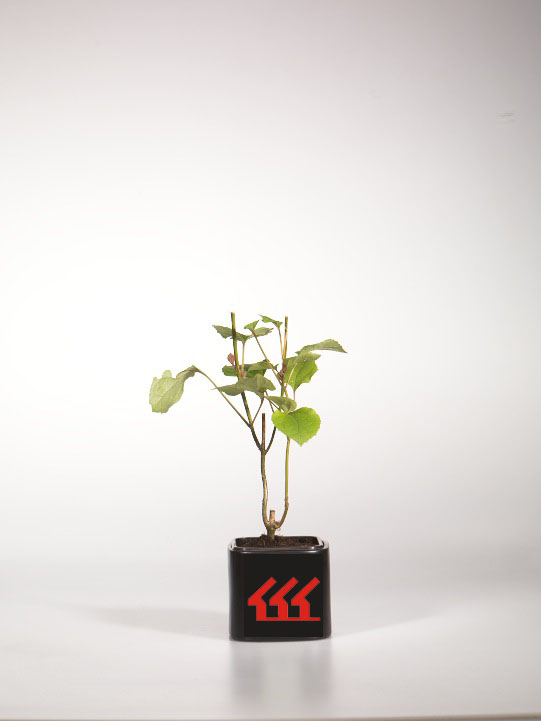 Клеродендрум Бунге Клеродендрум Бунге