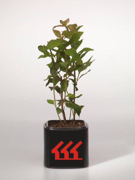 Клетра Ольхолистна Клетра Ольхолистна