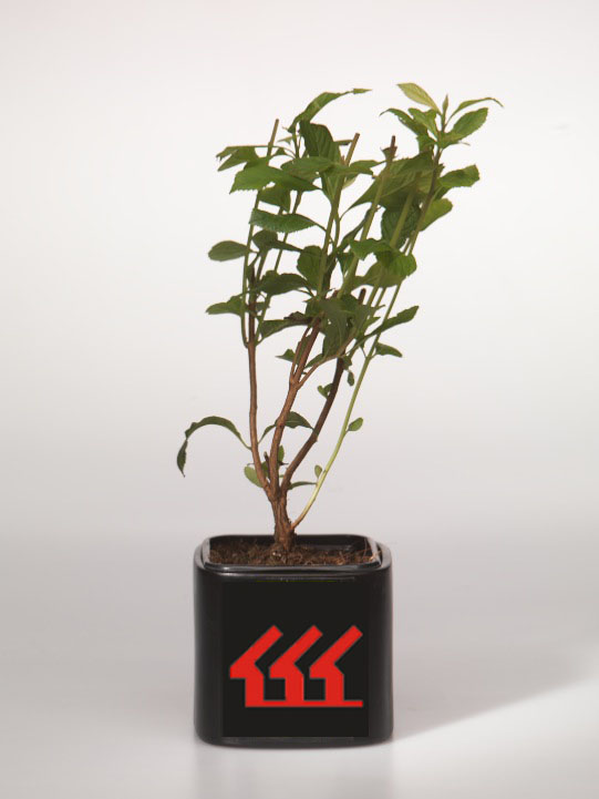 Клетра Ольхолистна Клетра Ольхолистна