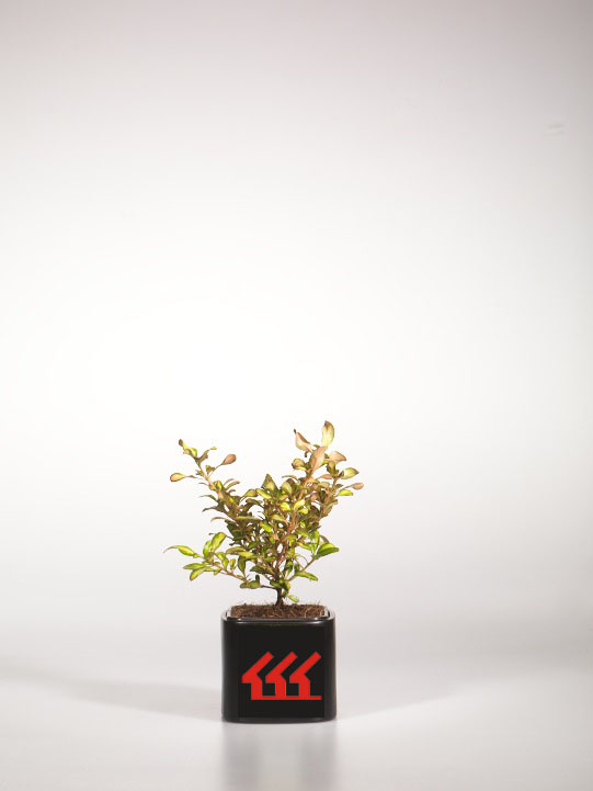 Копросма Копросма