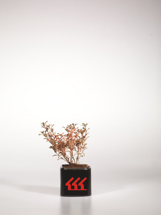 Копросма Копросма