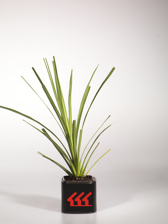 Кордилина Южна Кордилина Южна