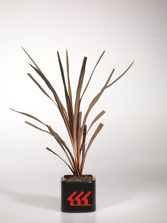 Кордилина Южна Кордилина Южна