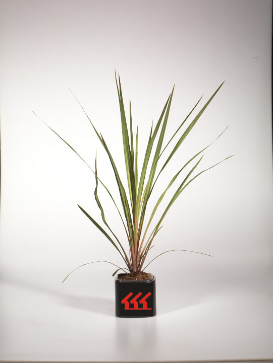 Кордилина Южна Кордилина Южна