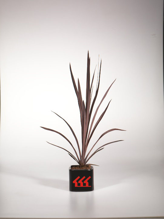 Кордилина Южна Кордилина Южна