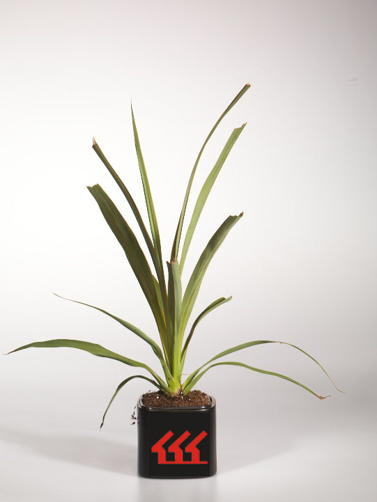 Кордилина Нераздельна Кордилина Нераздельна