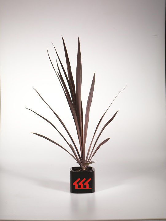 Кордилина Кордилина