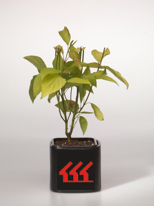 Дерен білий Дерен білий