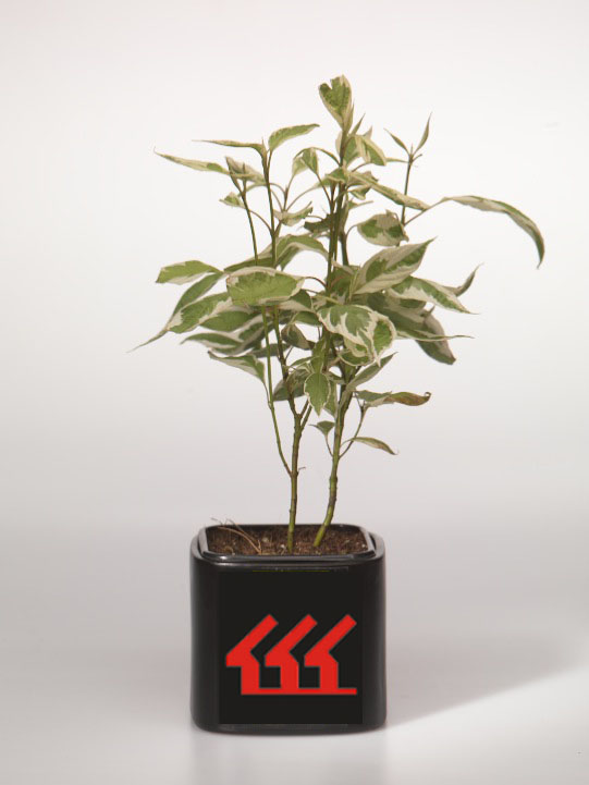 Дерен білий Дерен білий