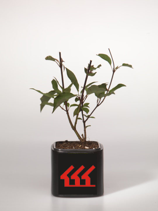 Дерен білий Дерен білий