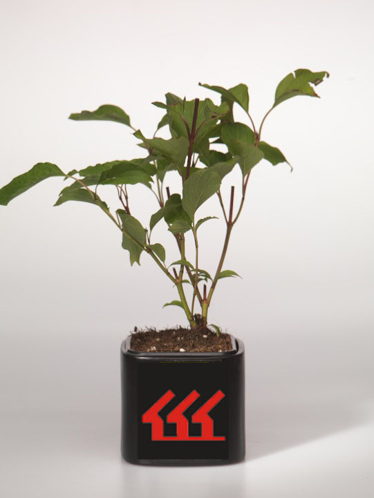 Дерен білий Дерен білий