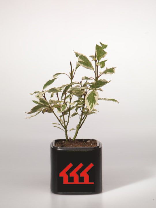 Дерен білий Дерен білий