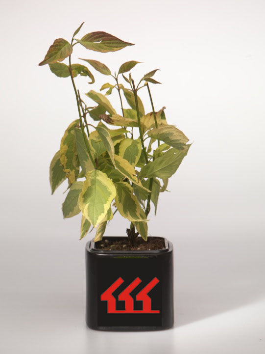 Дерен білий Дерен білий