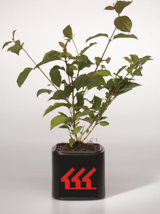 Дерен червоний Дерен червоний