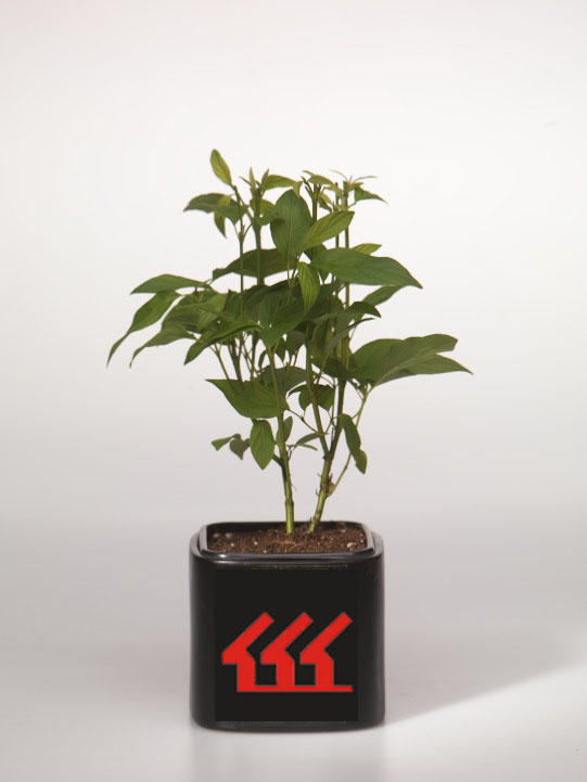 Дерен Отприсковий Дерен Отприсковий