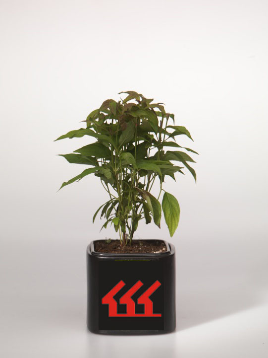 Дерен Отприсковий Дерен Отприсковий