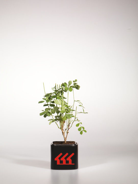 Вязель Сизий Вязель Сизий