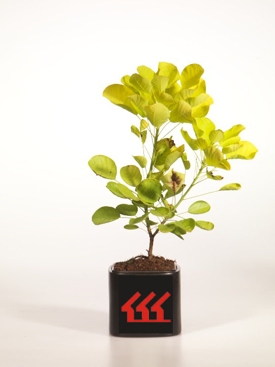 Скумпія Шкіряна Скумпія Шкіряна