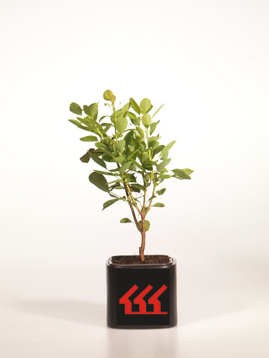 Скумпія Шкіряна Скумпія Шкіряна