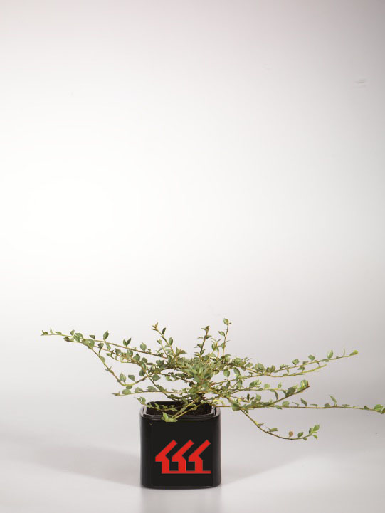 Кизильник Горизонтальний Кизильник Горизонтальний