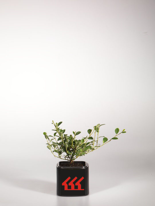 Кизильник Даммера Кизильник Даммера