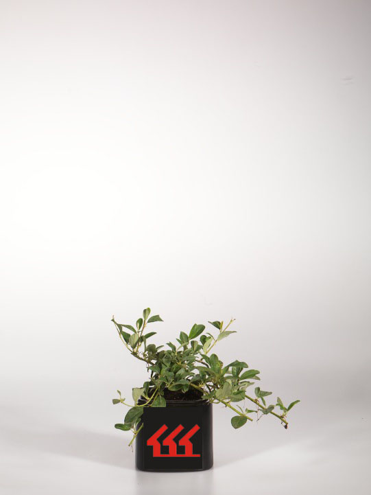 Кизильник Даммера Кизильник Даммера