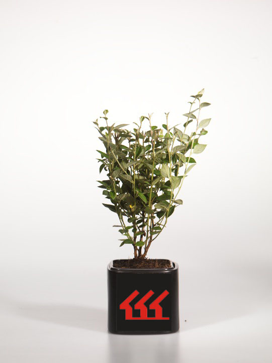 Кизильник Франчети Кизильник Франчети