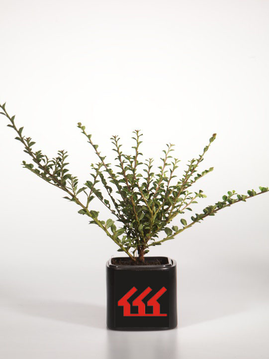 Кизильник Горизонтальний Кизильник Горизонтальний