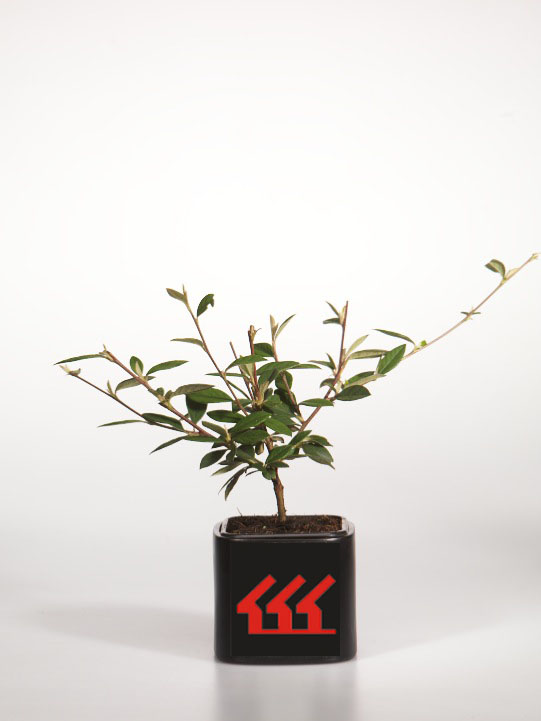 Кизильник Звичайний Кизильник Звичайний