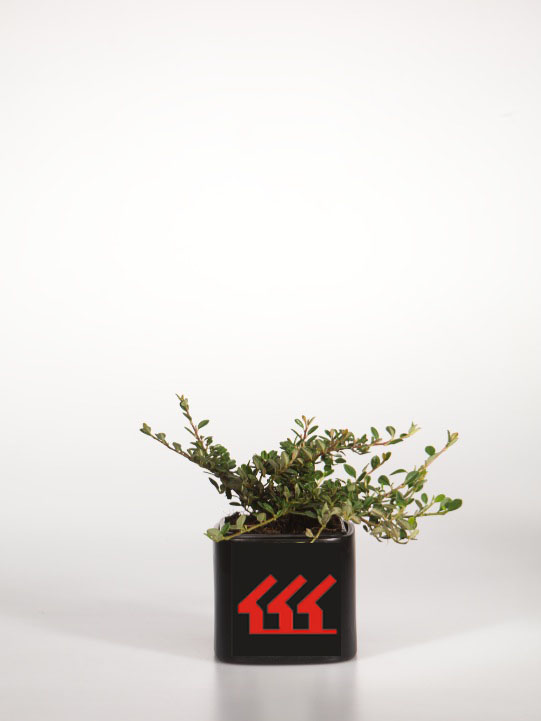 Кизильник Лежачий Кизильник Лежачий