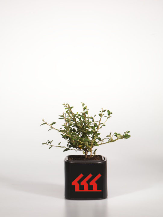 Кизильник гібридний Кизильник гібридний