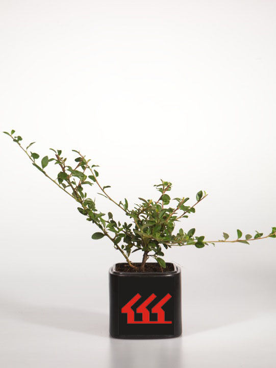 Кизильник гібридний Кизильник гібридний