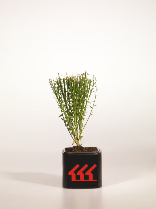 Рокитник Рокитник