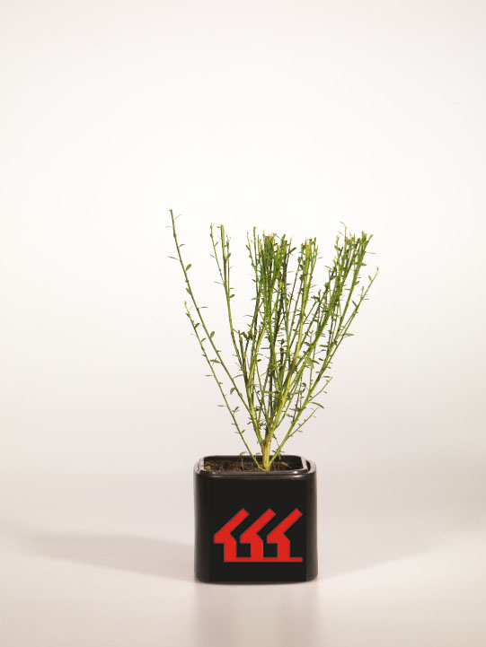 Рокитник Рокитник