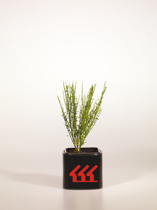 Рокитник Рокитник