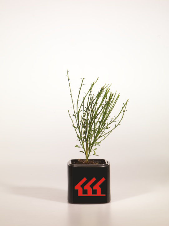 Рокитник Рокитник