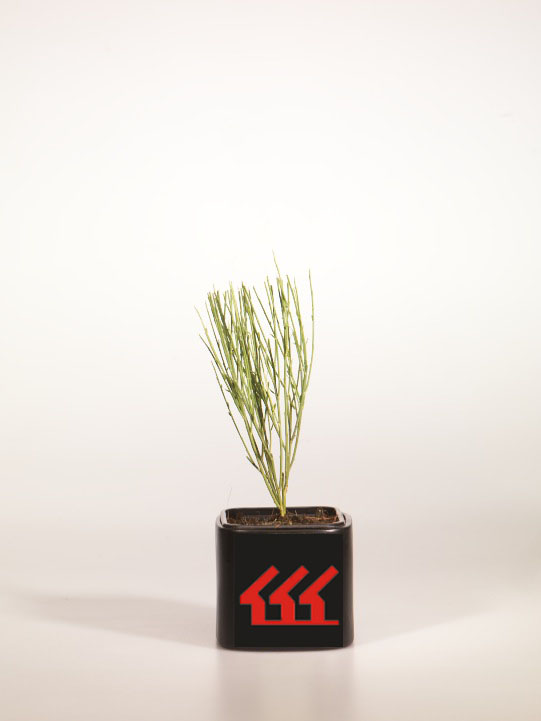 Рокитник Ранній Рокитник Ранній