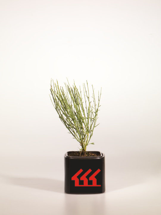 Рокитник Ранній Рокитник Ранній