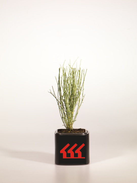 Рокитник Ранній Рокитник Ранній