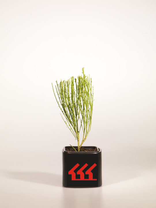 Рокитник Метельчатий Рокитник Метельчатий