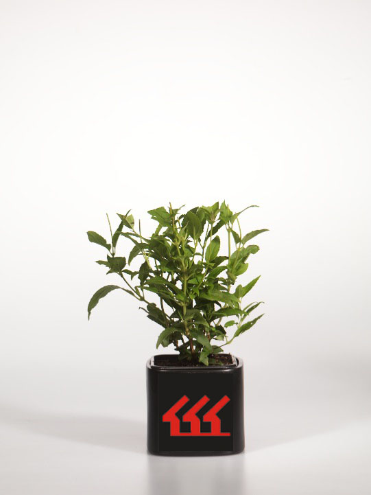 Дейція Витончена Дейція Витончена