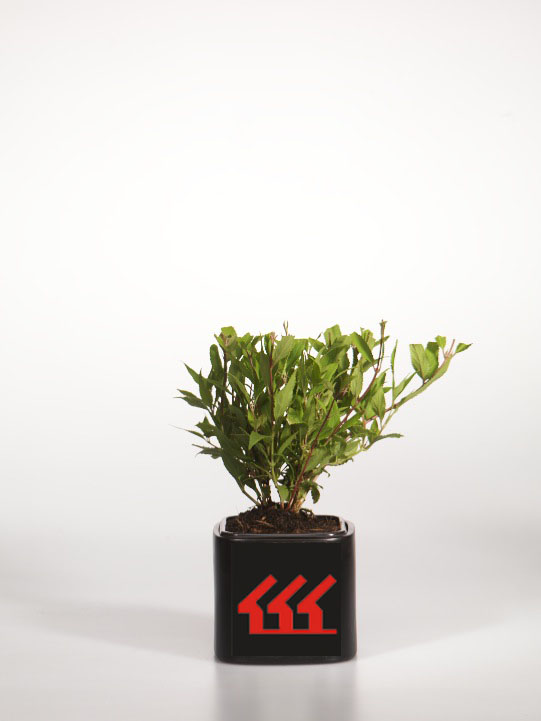 Дейція Витончена Дейція Витончена