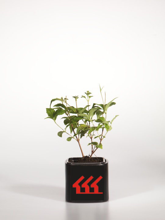 Дейція гібридна Дейція гібридна