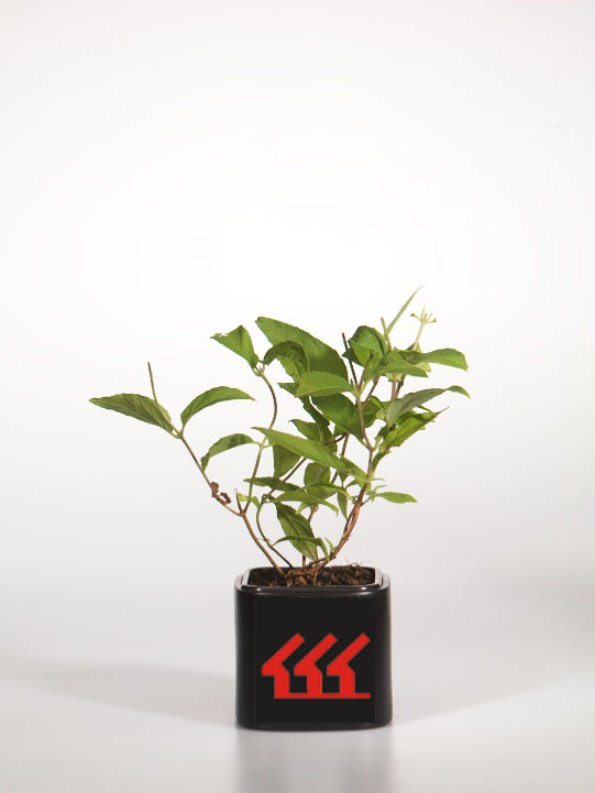 Дейція Дейція