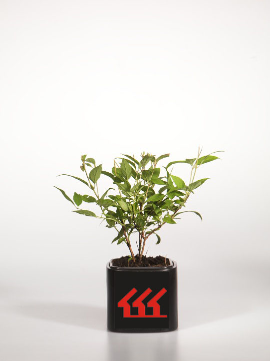 Дейція Пурпурова Дейція Пурпурова