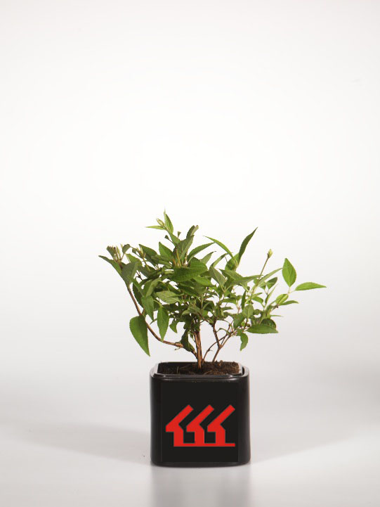 Дейція Розова Дейція Розова