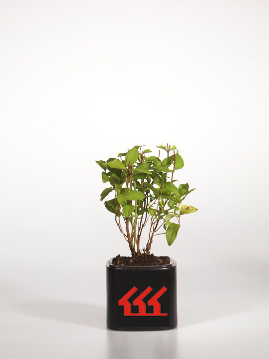 Дейція Шершава Дейція Шершава