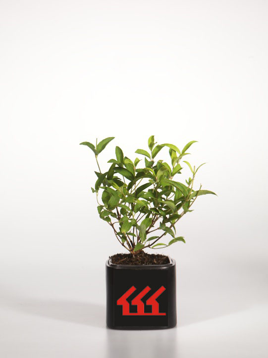 Дейція Тайваньська Дейція Тайваньська