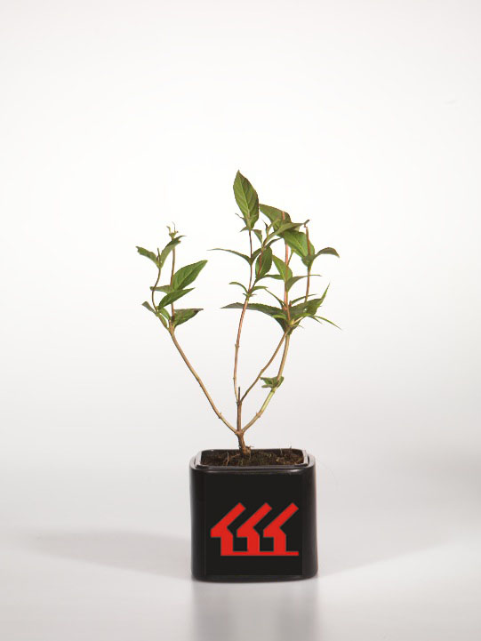 Диервилла Прекрасна Диервилла Прекрасна